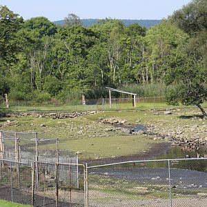 Japanese Sika Deer Yard