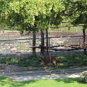 Cougar Enclosure