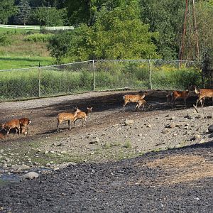Japanese Sika Deer Herd