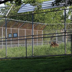 Lion Enclosure