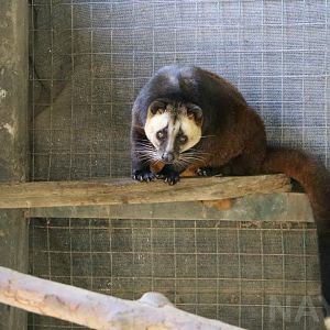 Masked palm civet, June 2016
