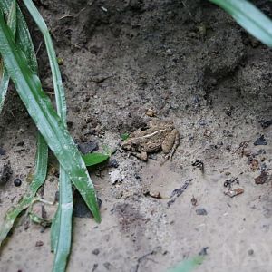Wild grass frog, June 2016