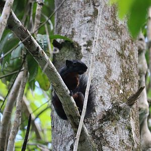 Wild Prevost's squirrel, June 2016