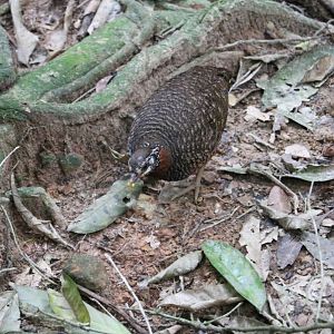 Sabah partridge, June 2016
