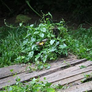 Wild Bornean birdwing, June 2016