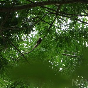 Wild  squirrel, June 2016