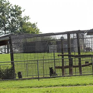 Melanistic Leopard Enclosure (Part 1)