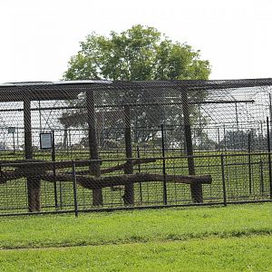 Melanistic Leopard Enclosure (Part 2)