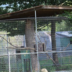 Ring-Tailed Lemur Enclosure