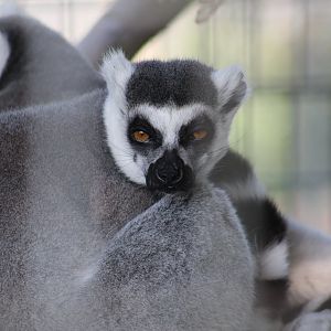 Ring-Tailed Lemur