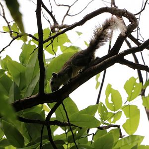 Wild variable squirrel, June 2016