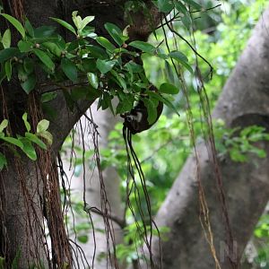 Wild variable squirrel, June 2016