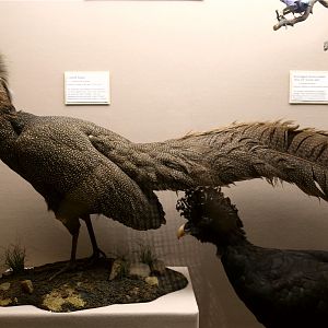 Crested argus (Rheinardia ocellata)