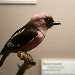 Banded broadbill (Eurylaimus javanicus)