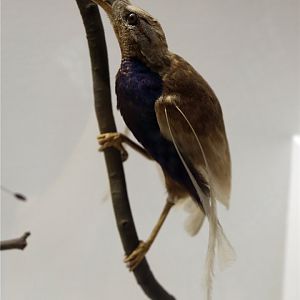 Standardwing (Semioptera wallacii)