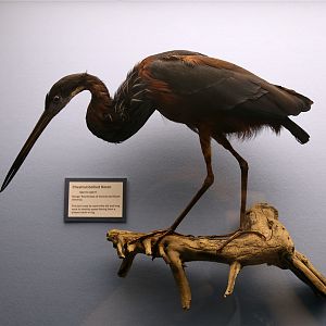 Agami heron (Agamia agami)