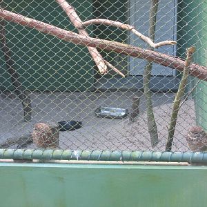 southern burrowing owls