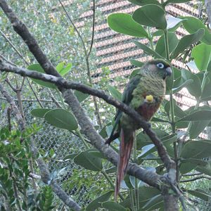 brazilian parakeet in free flight aviary