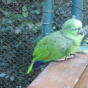 yellow fronted amazon parrot