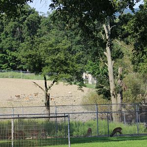Part of Fallow Deer Yard