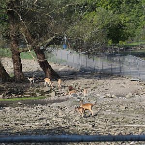 Part of Fallow Deer Yard