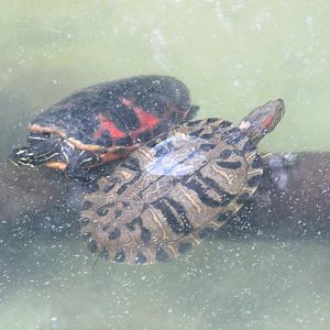 brazilian sliders turtles