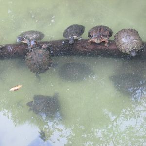 brazilian and red eared slider turtles