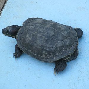 brazilian slider turtle