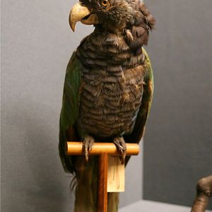 Imperial amazon (Amazona imperialis)