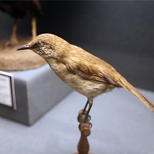 Socorro mockingbird (Mimus graysoni)