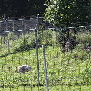 Grey Wolf Enclosure (Part 1)