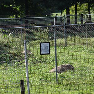 Grey Wolf Enclosure (Part 2)