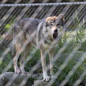Grey Wolf Howling