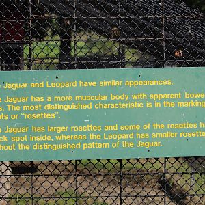 Jaguar v Leopard Sign