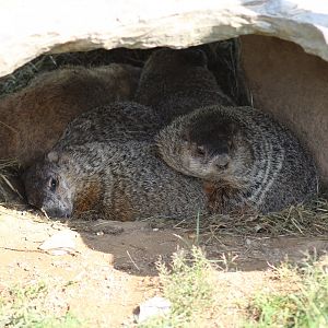 Pile of Woodchucks