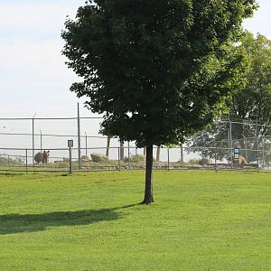 Kodiak Bear Enclosure #2