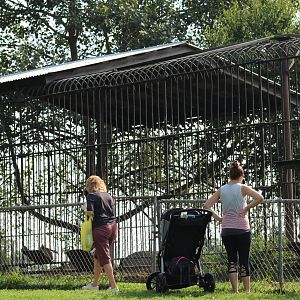 Kodiak Bear Enclosure #1