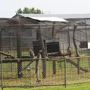Red-Tailed Hawk Enclosure
