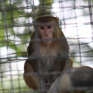 Rhesus Macaque