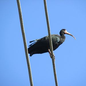 glossy ibis