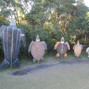 tamar sea turtle project