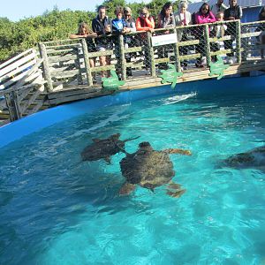 green sea turtle pen