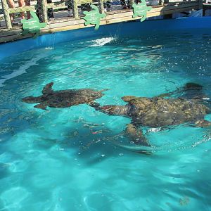 green sea turtles