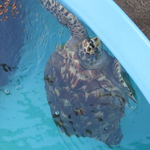hawksbill sea turtle
