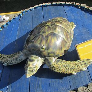 sea turtle model
