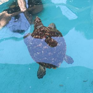 hawksbill sea turtle