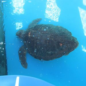 olive ridley sea turtle