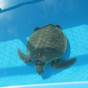olive ridley sea turtle