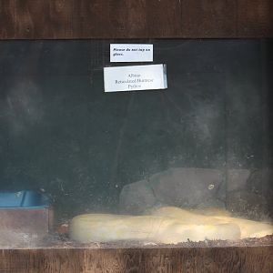 Albino Burmese Python Terrarium