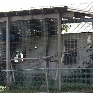 Parrot Enclosure